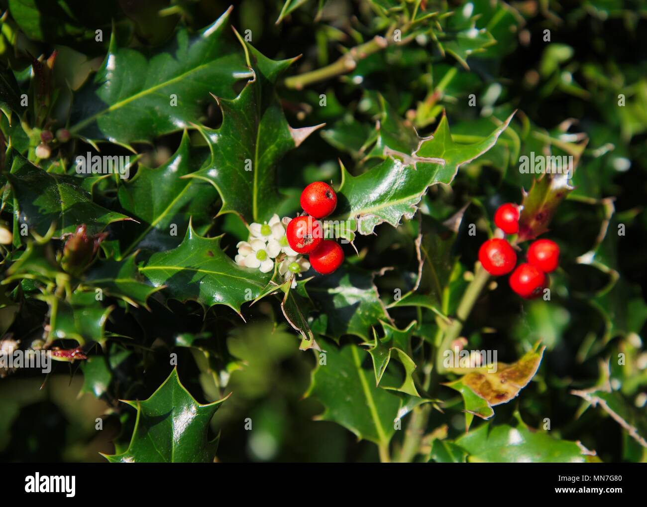 Verde selvatico Holly Bush con luminosi di bacche rosse e piccoli fiori  bianchi Foto stock - Alamy