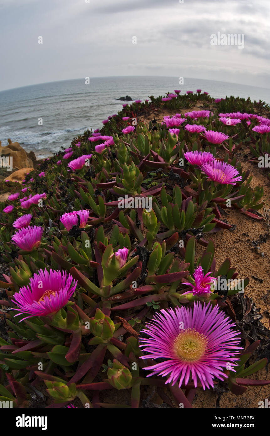 Gale Beach scena, fish-eye shot in Albufeira. Portogallo Foto Stock