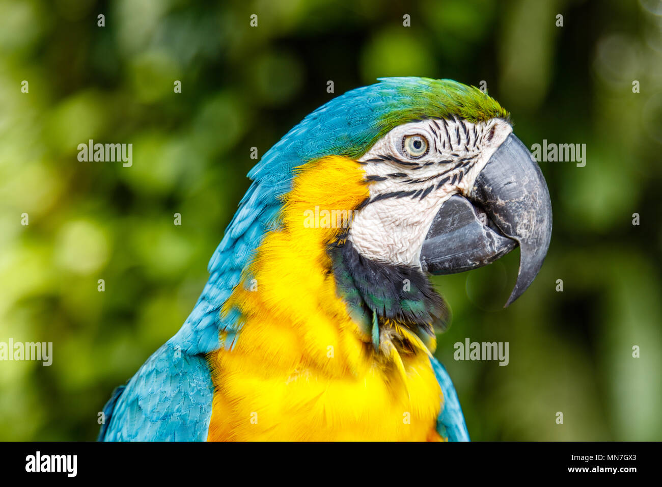 Blu-giallo macaw, ritratto. Lo zoo di Bali. Indonesia. Foto Stock