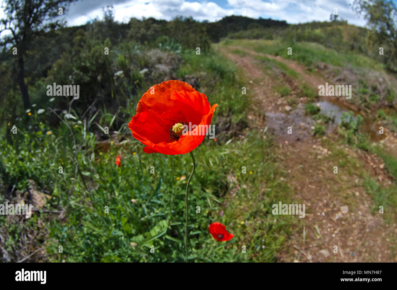 Papavero selvatico nella campagna del sud dell'Europa. Algarve Portogallo Foto Stock