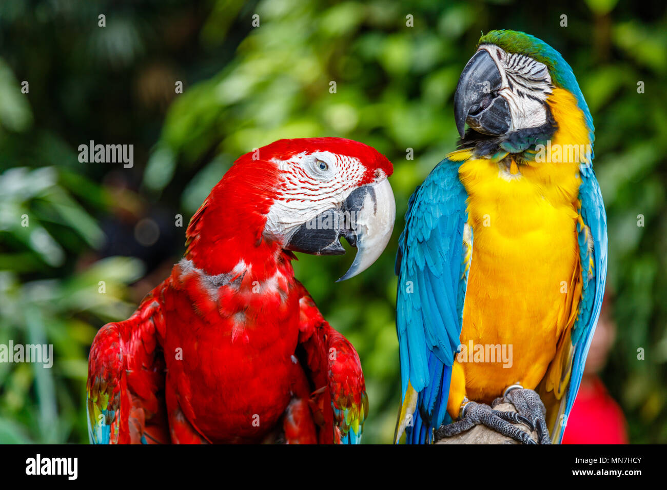 Rosso-verde macaw e blu-giallo macaw. Lo zoo di Bali. Indonesia. Foto Stock