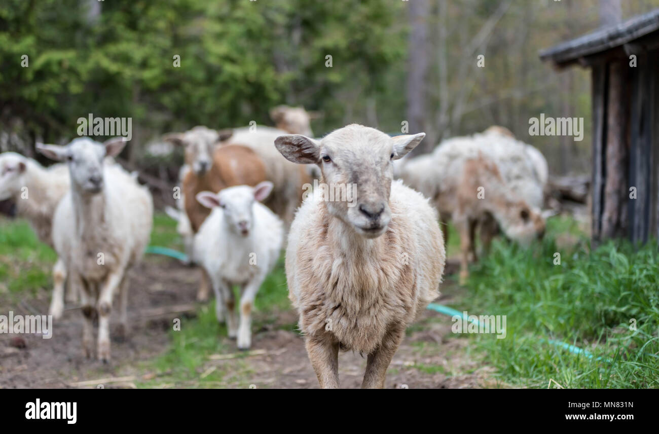 Quando AirBnB ha un granaio per dormire con i cavalli, questo cavallo gal è saltato a portare i suoi bambini lungo sulle madri giorno 2018. Foto Stock
