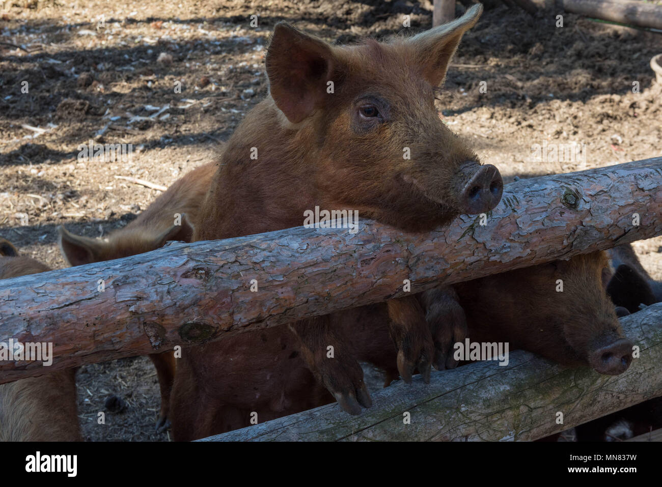 Una fattoria di maiale sollevata da un piccolo organico farm run in ontario canada trascorrere il tempo fuori l'aria fresca e luce solare Foto Stock