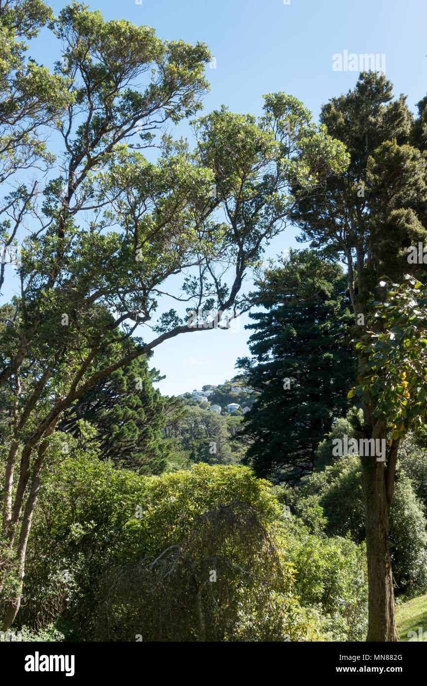 Wellington Botanic Gardens in autunno, Wellington, Nuova Zelanda Foto Stock