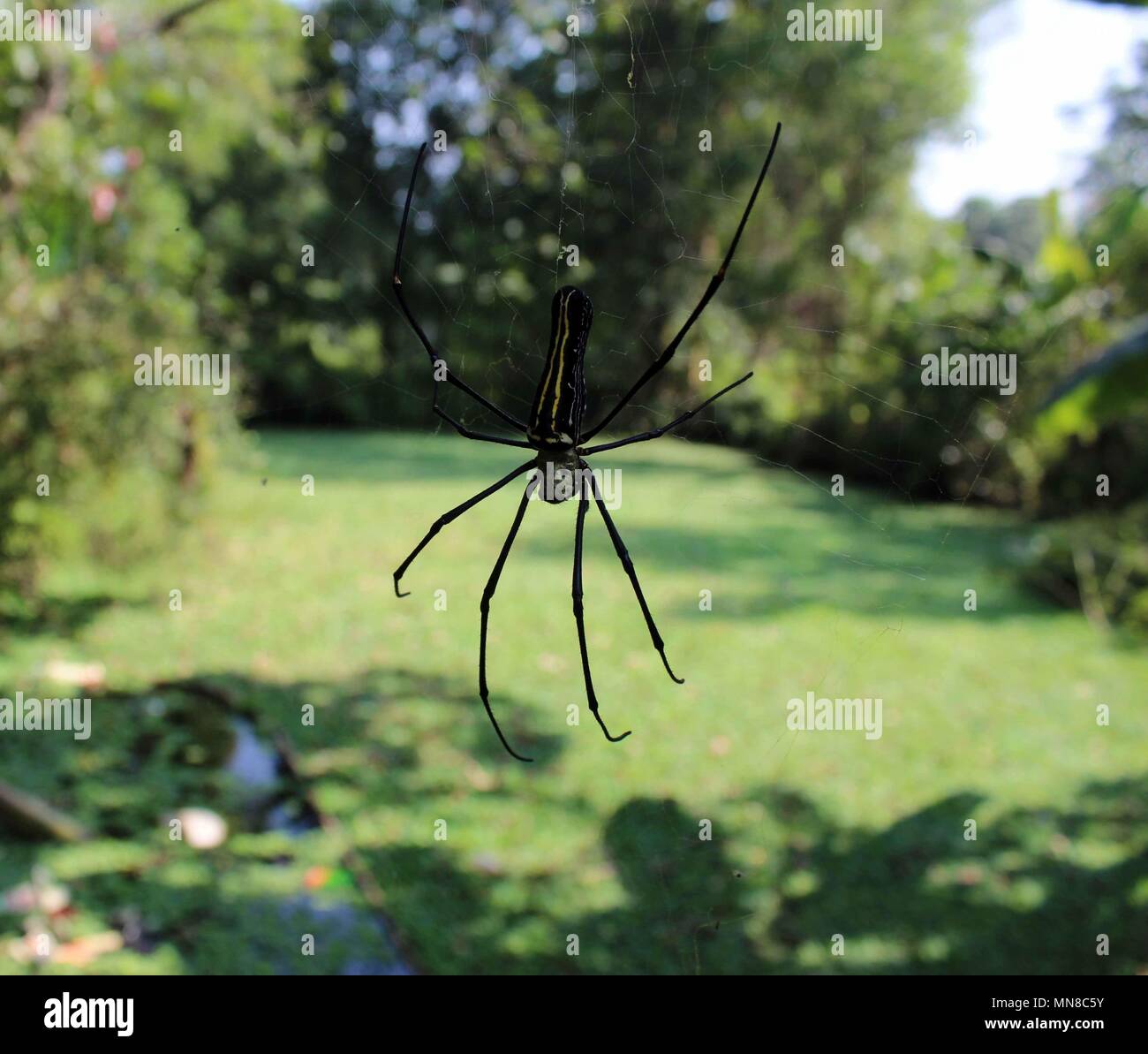 Fotografia fotografia foto gratis spider ragno più grande nero della casa di spider brown spider Foto Stock