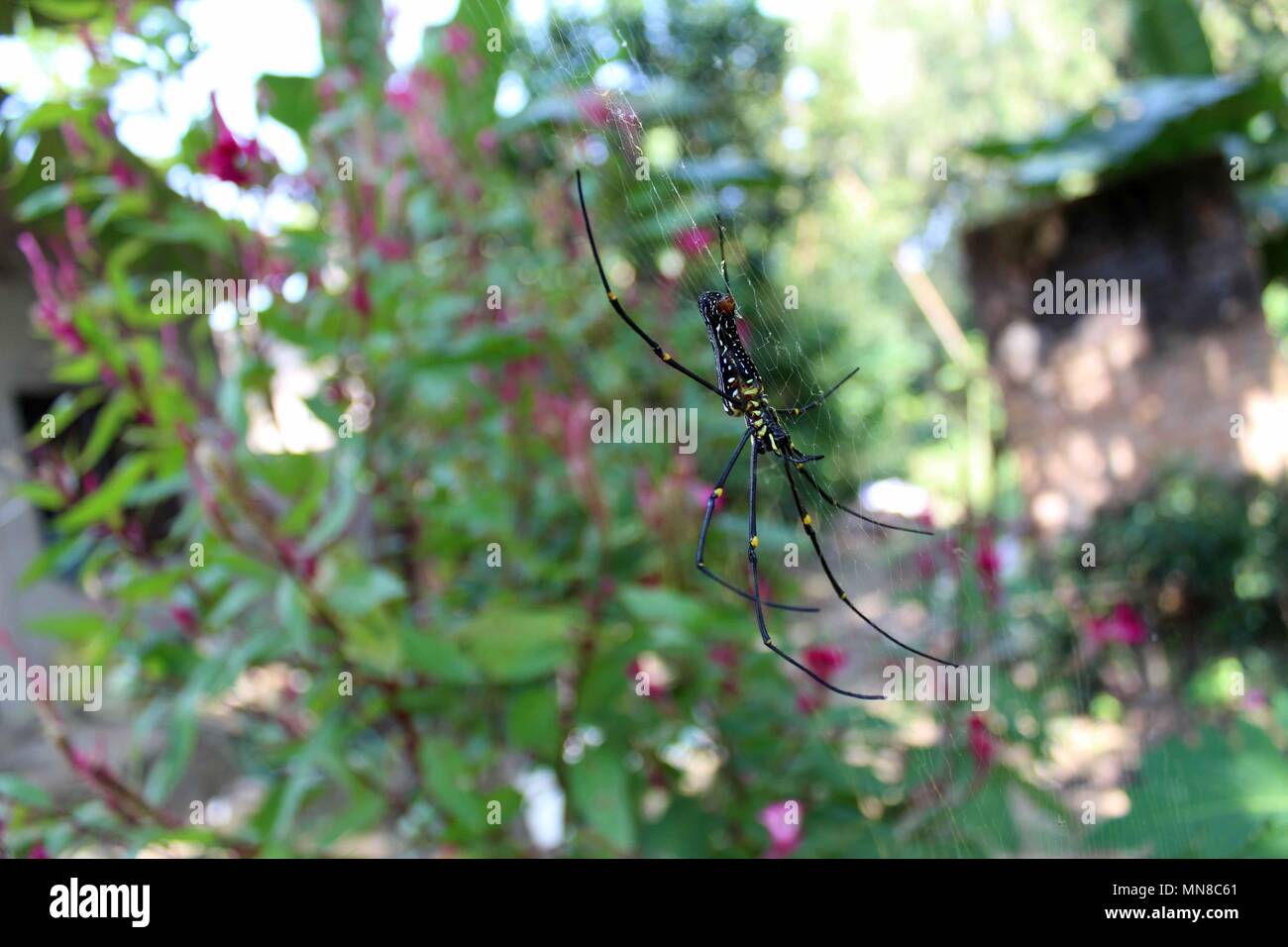 Fotografia fotografia foto gratis spider ragno più grande nero della casa di spider brown spider Foto Stock