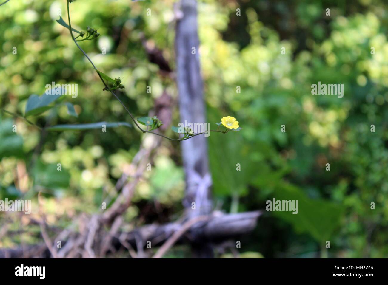 Fiori foto foto fotografia foto gallery fiore giallo Foto Stock