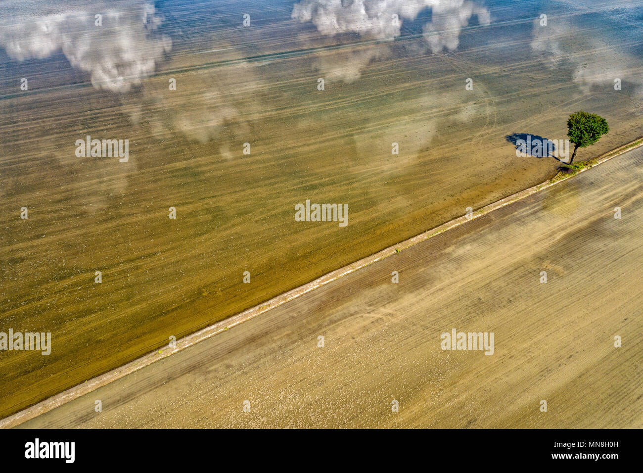 La coltivazione del riso di allevamento i campi di inondazioni nel nord Italia vista aerea Foto Stock