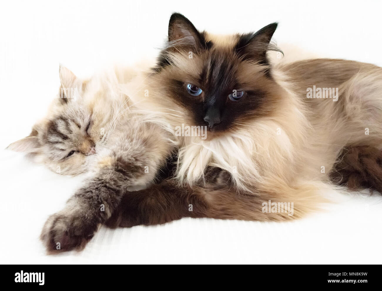 Due gatti molto pelosi e rannicchiò contro ogni altro sul foglio bianco Foto Stock