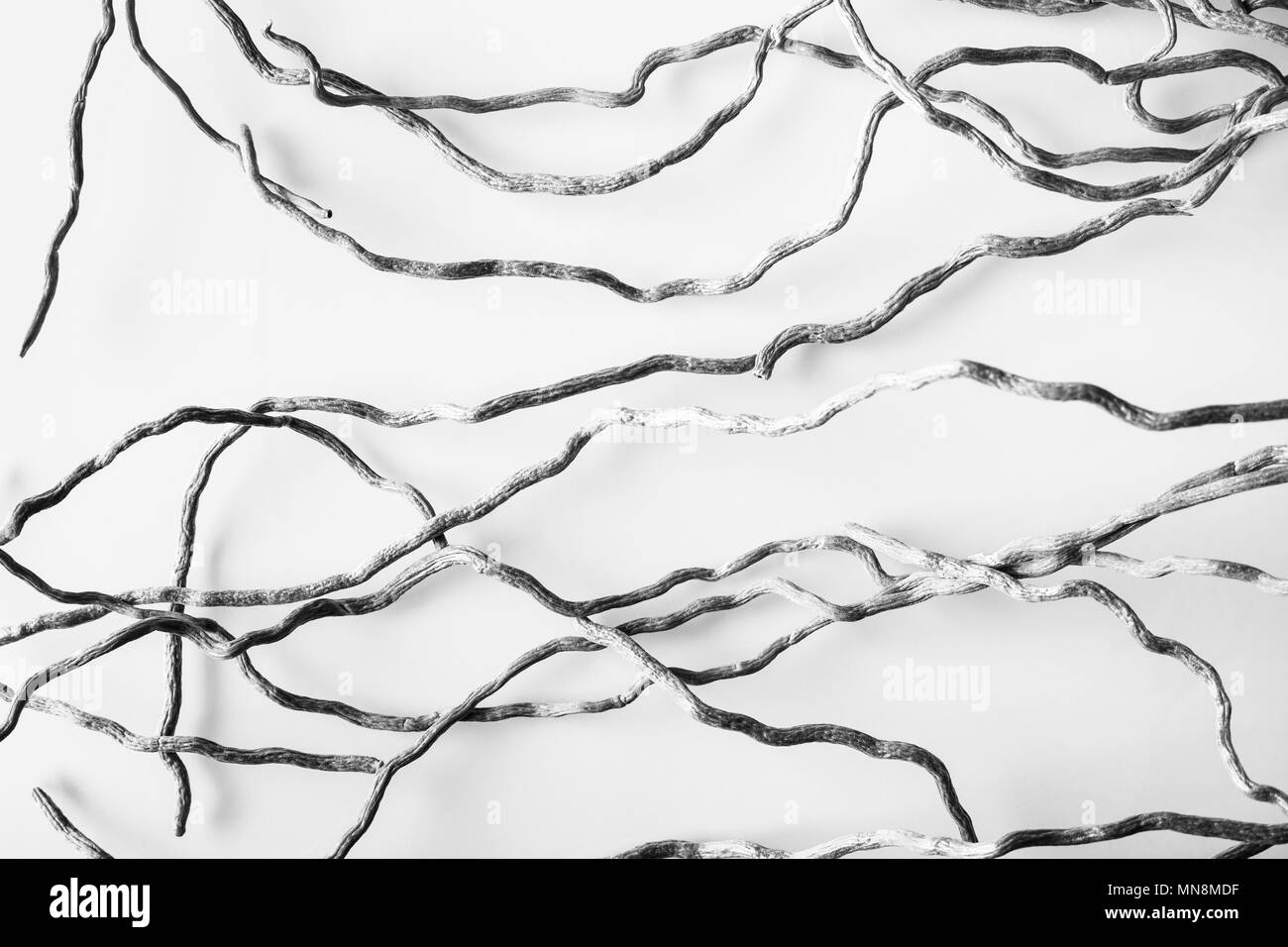 Grafica astratta in bianco e nero e sfondo bianco con linee ondulate dell'orchidea radici. Strisce ritorto. Espressivo di arte moderna. Foto Stock