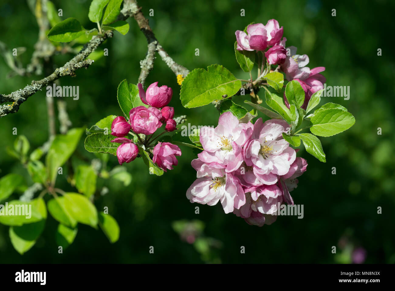 Apple Blossom, Malus X magdeburgensis', fiori Foto Stock