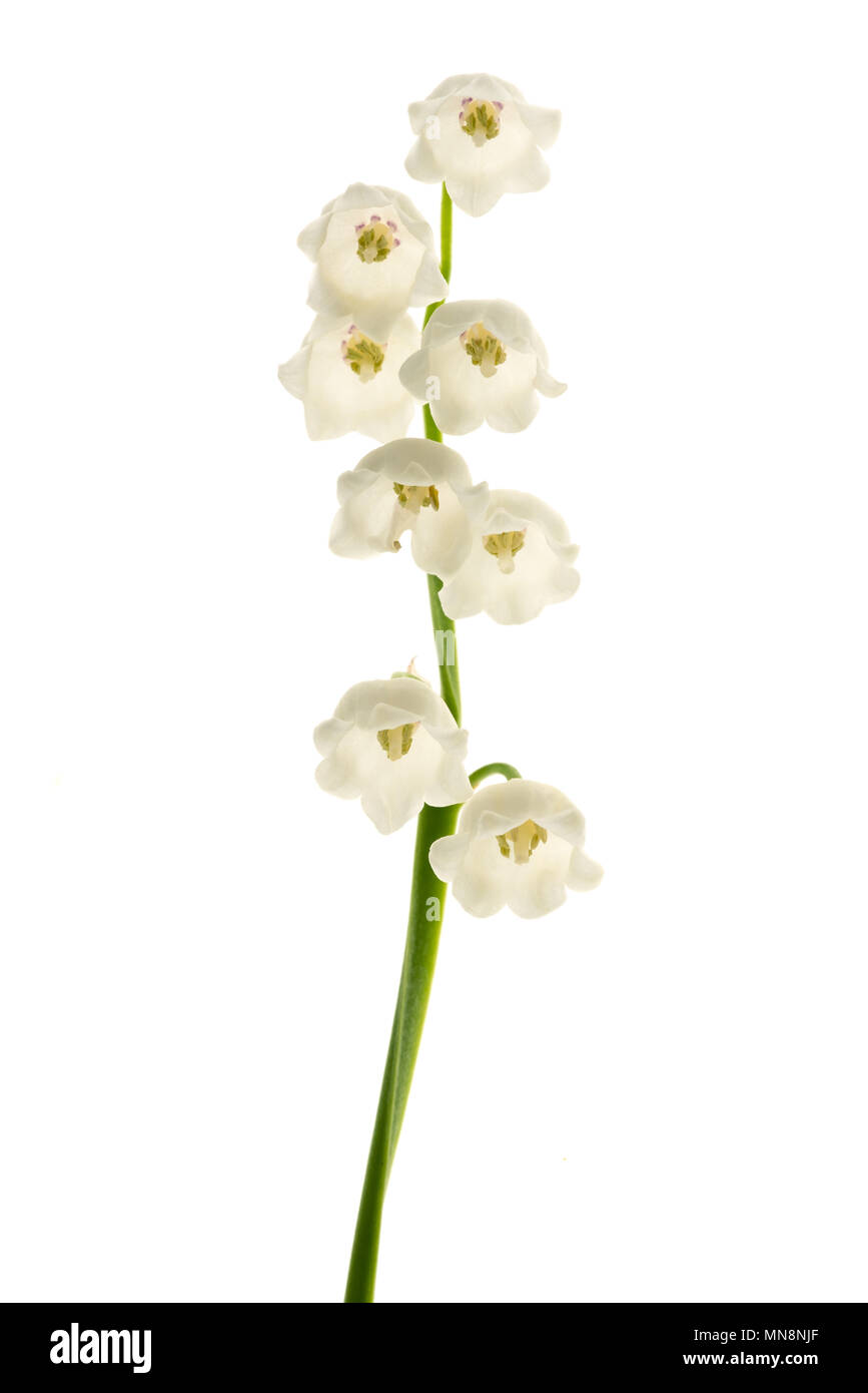 Il giglio della valle dei fiori isolati su bianco Foto Stock