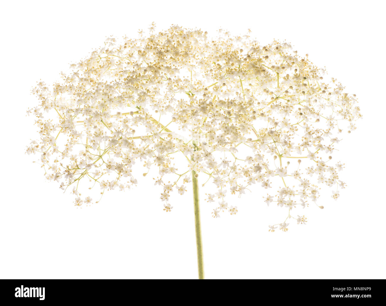 Fiori di sambuco isolato su uno sfondo bianco Foto Stock