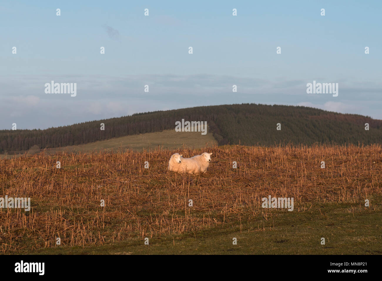 Due pecore insieme su terreni agricoli vicino a Hay-on-Wye. La loro lana bianca miscele per farli apparire come un due pecore con testa Foto Stock