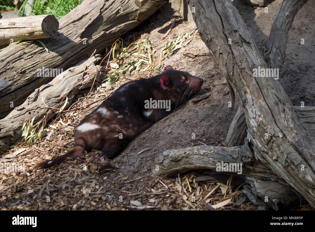 Diavolo della Tasmania addormentato nel suo involucro in corrispondenza Maru Koala e Animal Park, Grantville, Victoria, Australia. Foto Stock