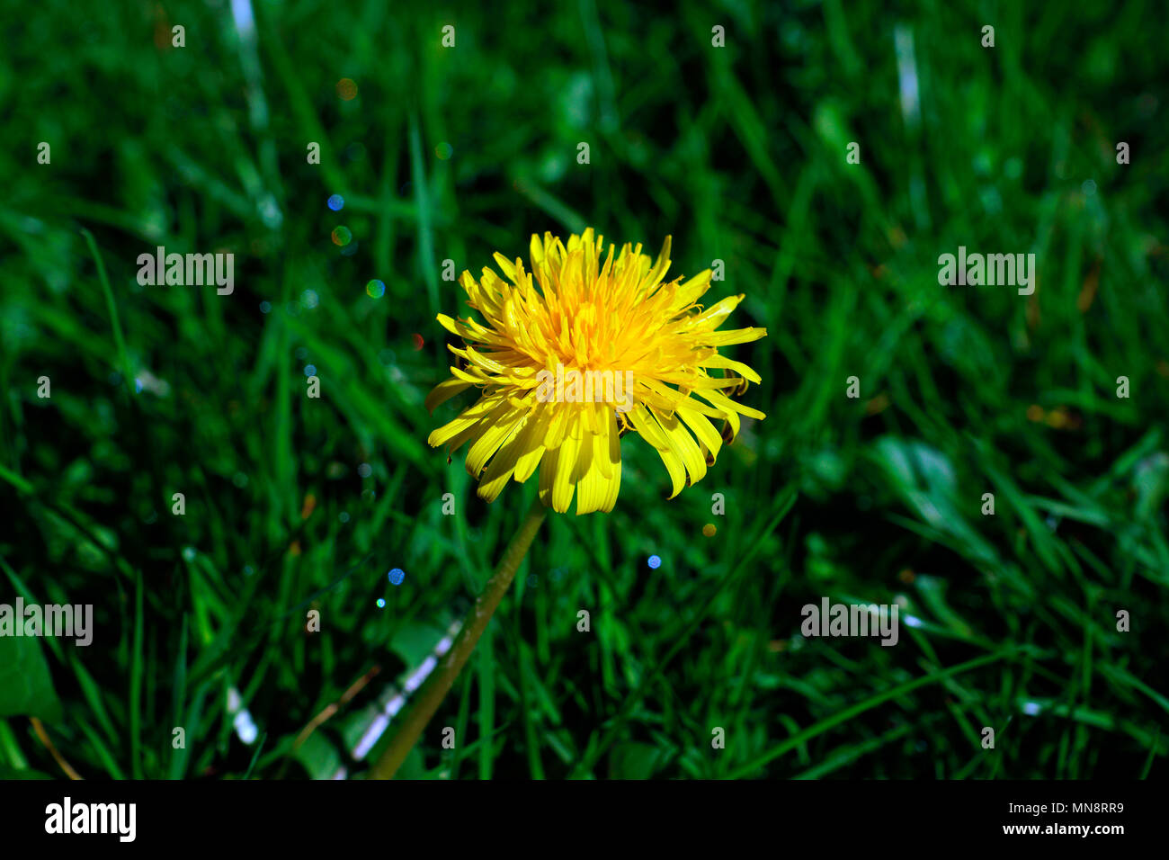 Piuttosto infestante Foto Stock