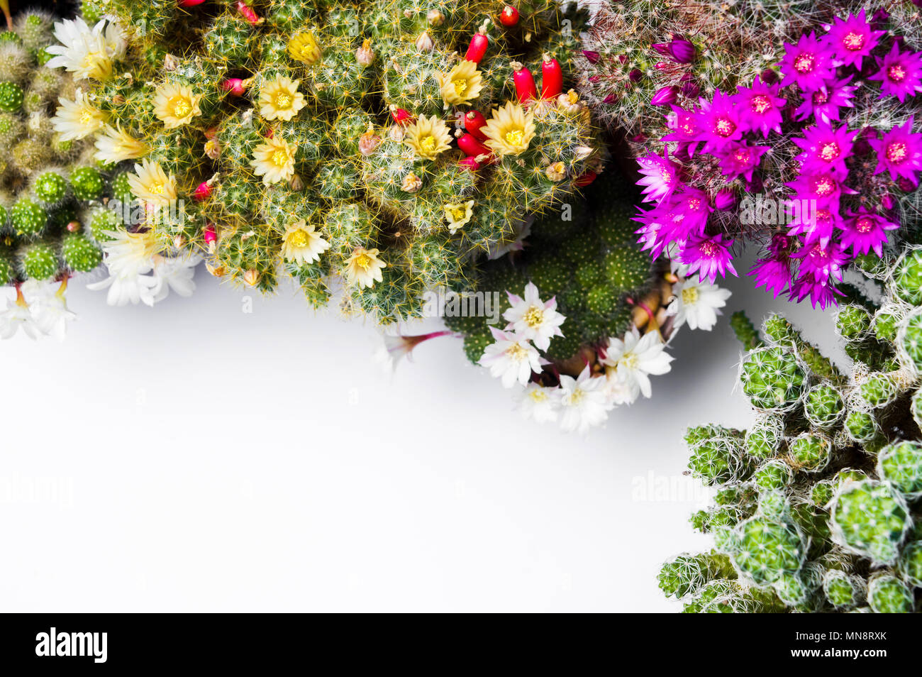 Impianto di Cactus in fiore sfondo bianco con spazio di copia Foto Stock