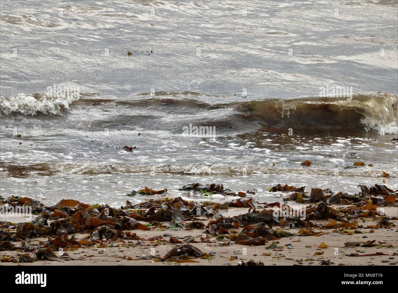 Le alghe sulla spiaggia lavato fino dalla marea e di essiccazione al sole. Foto Stock
