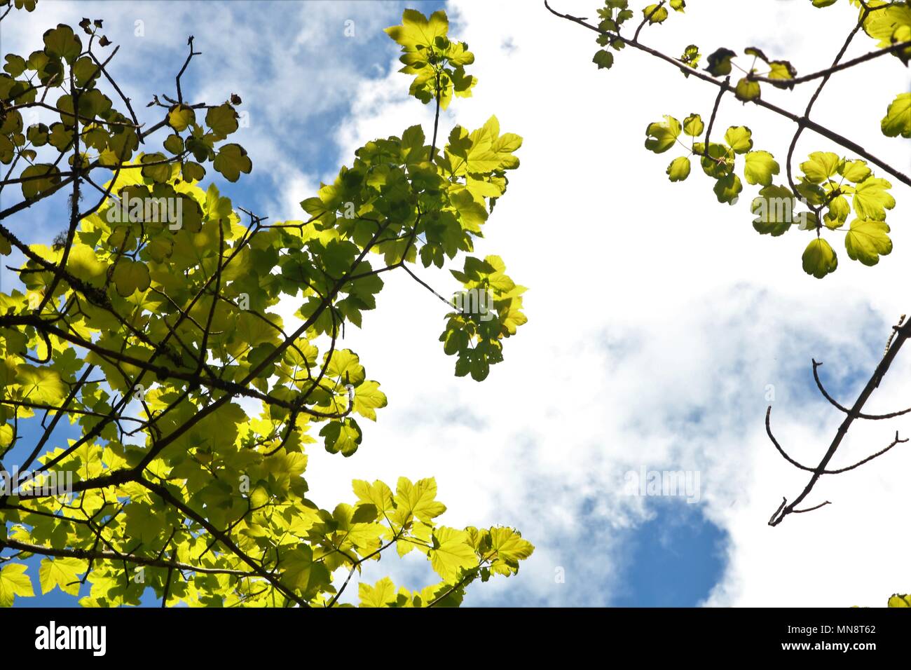 Vista del blu cielo nuvoloso dopo una calda giornata di sole incorniciata da fresche foglie verde Foto Stock