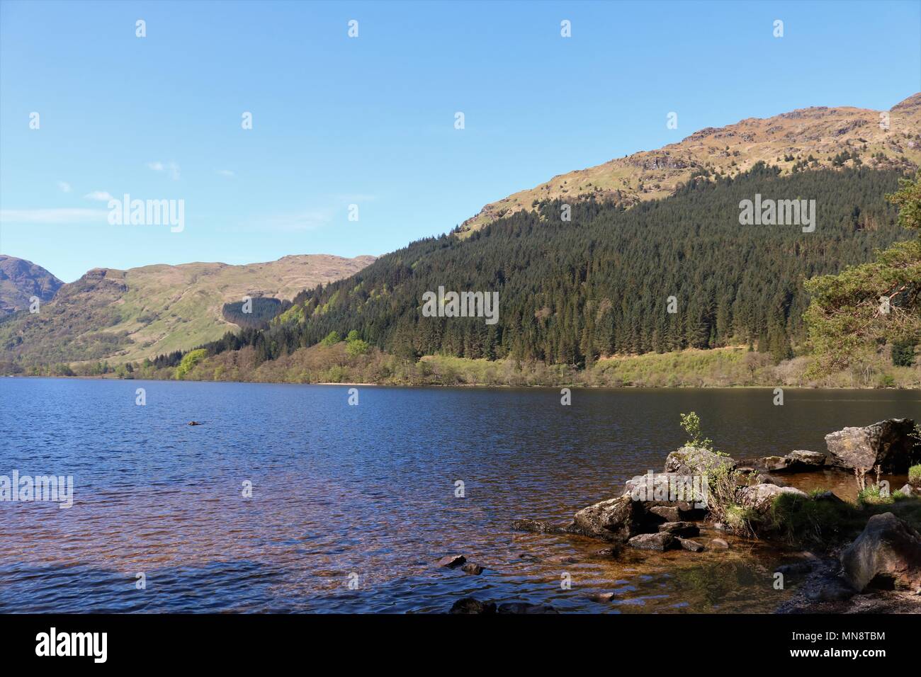 Bella Loch Eck, Scozia in una limpida giornata di sole che mostra acqua e montagne in una vista mozzafiato. Una popolare attrazione turistica. Foto Stock