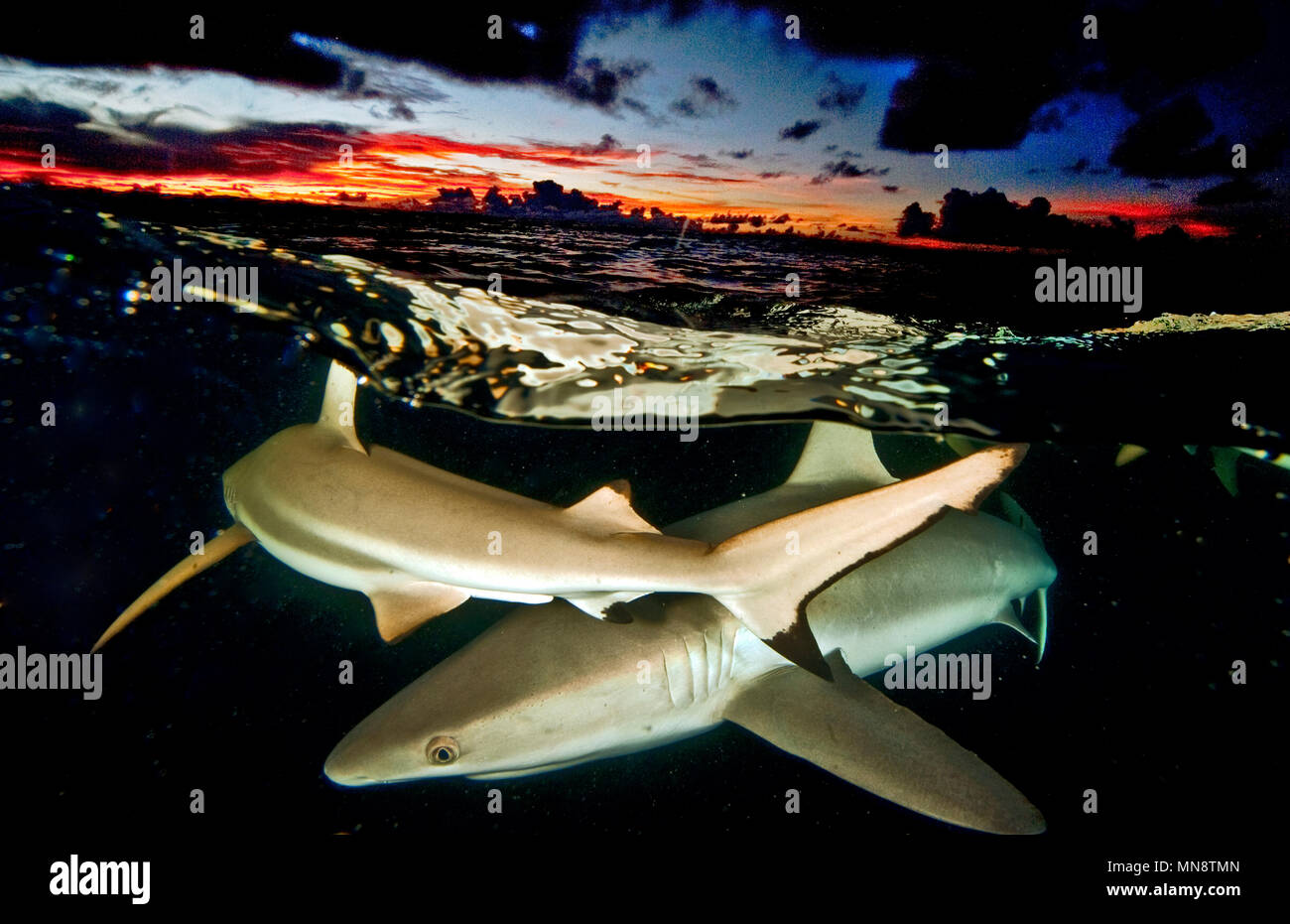 Splitshot degli squali | mezza-und-mezza-Aufnahme von Haien Foto Stock
