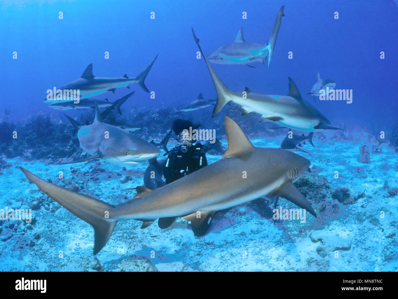 Pacific reefshark | Riffhai Pazifik im Foto Stock