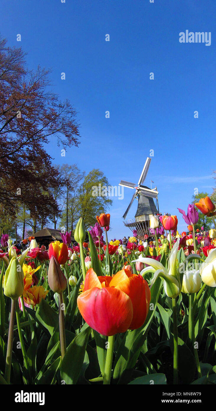 Giardini Keukenhof il mulino a vento di tipo iconico con molla tulipani in fiore a giardini Keukenhof 2018 Lisse, South Holland, Paesi Bassi Foto Stock