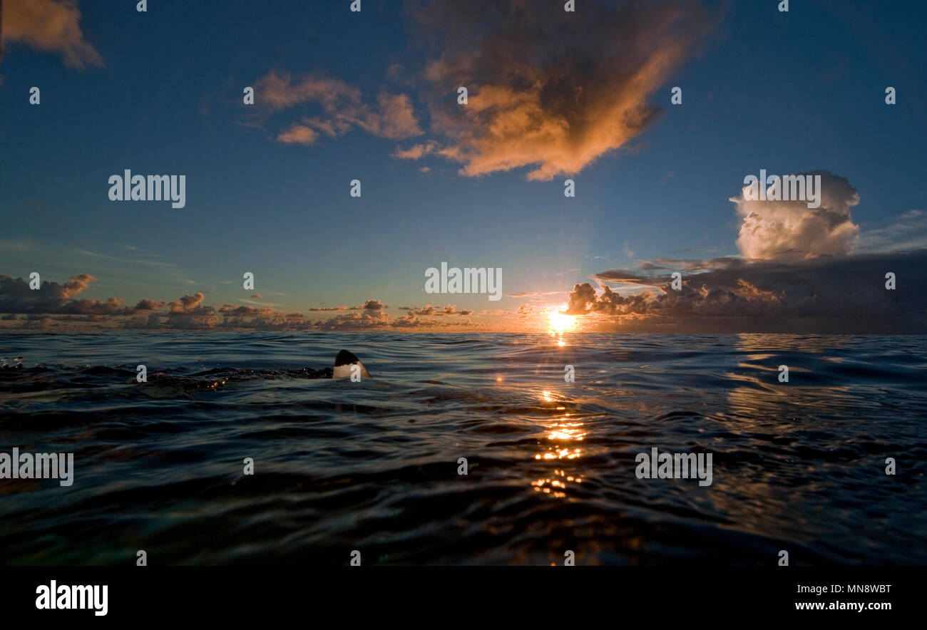 Dämmerung und Sonnenuntergang an Wasseroberfläche, halle-und-halb-Aufnahme von Haien, Pazifik Foto Stock