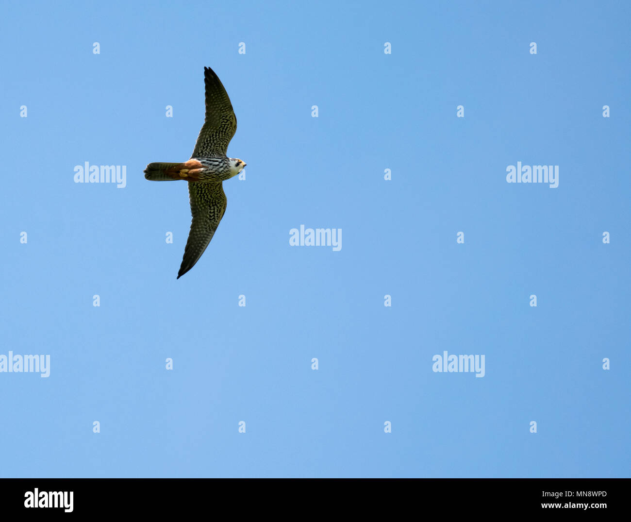 Un Hobby (Falco Subbuteo®) in volo contro un cielo blu, Oxfordshire Foto Stock