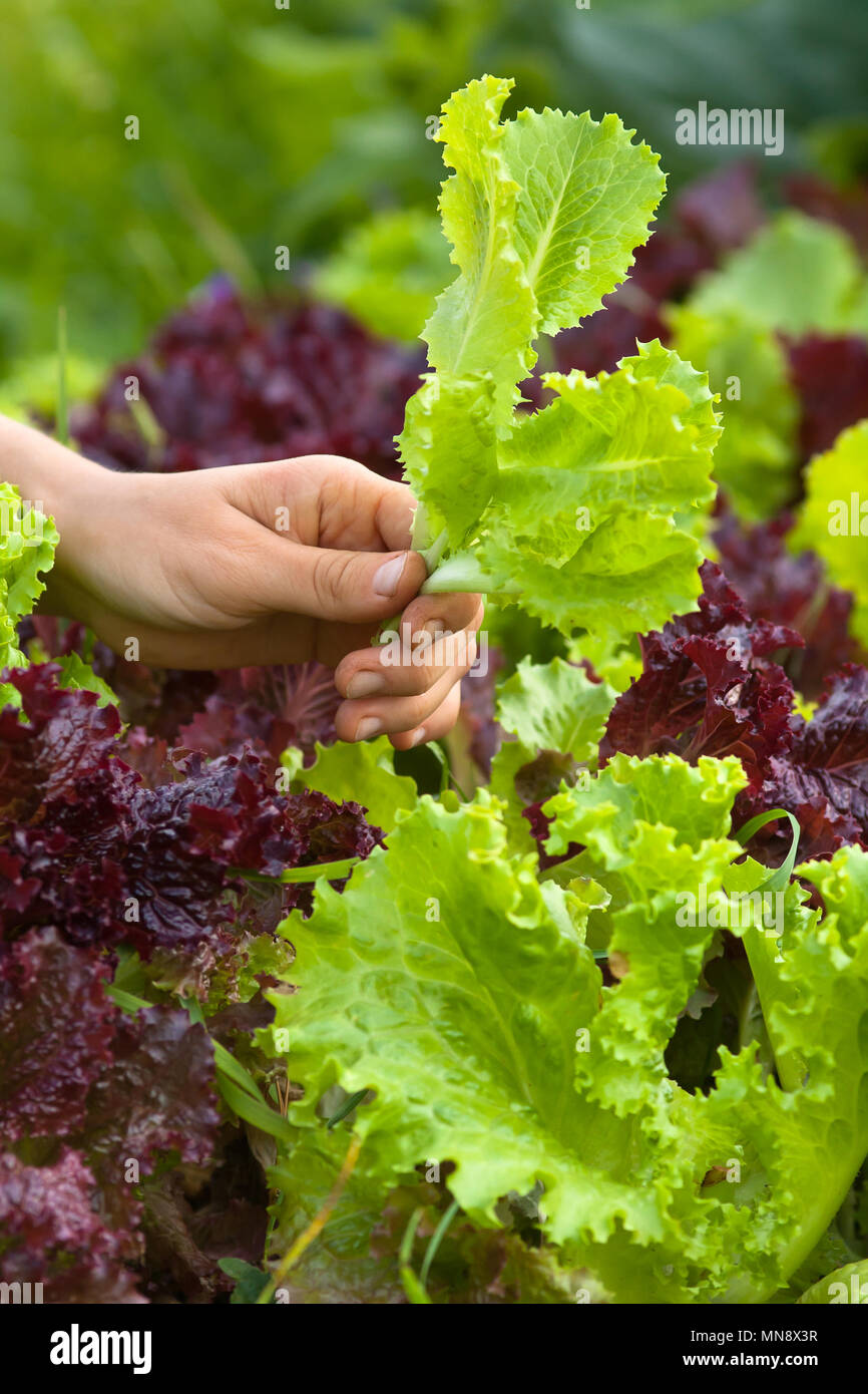 Mano di giardiniere con fresca insalata verde Foto Stock