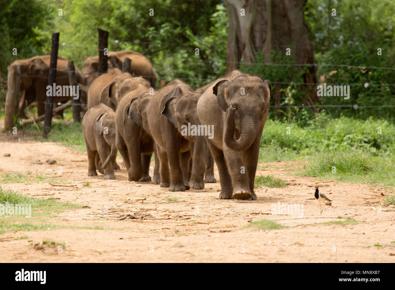Gli elefanti avanzamento all'Elefante Udwawalawe Casa di transito a Uwawalawe parco nazionale in Sri Lanka. Foto Stock
