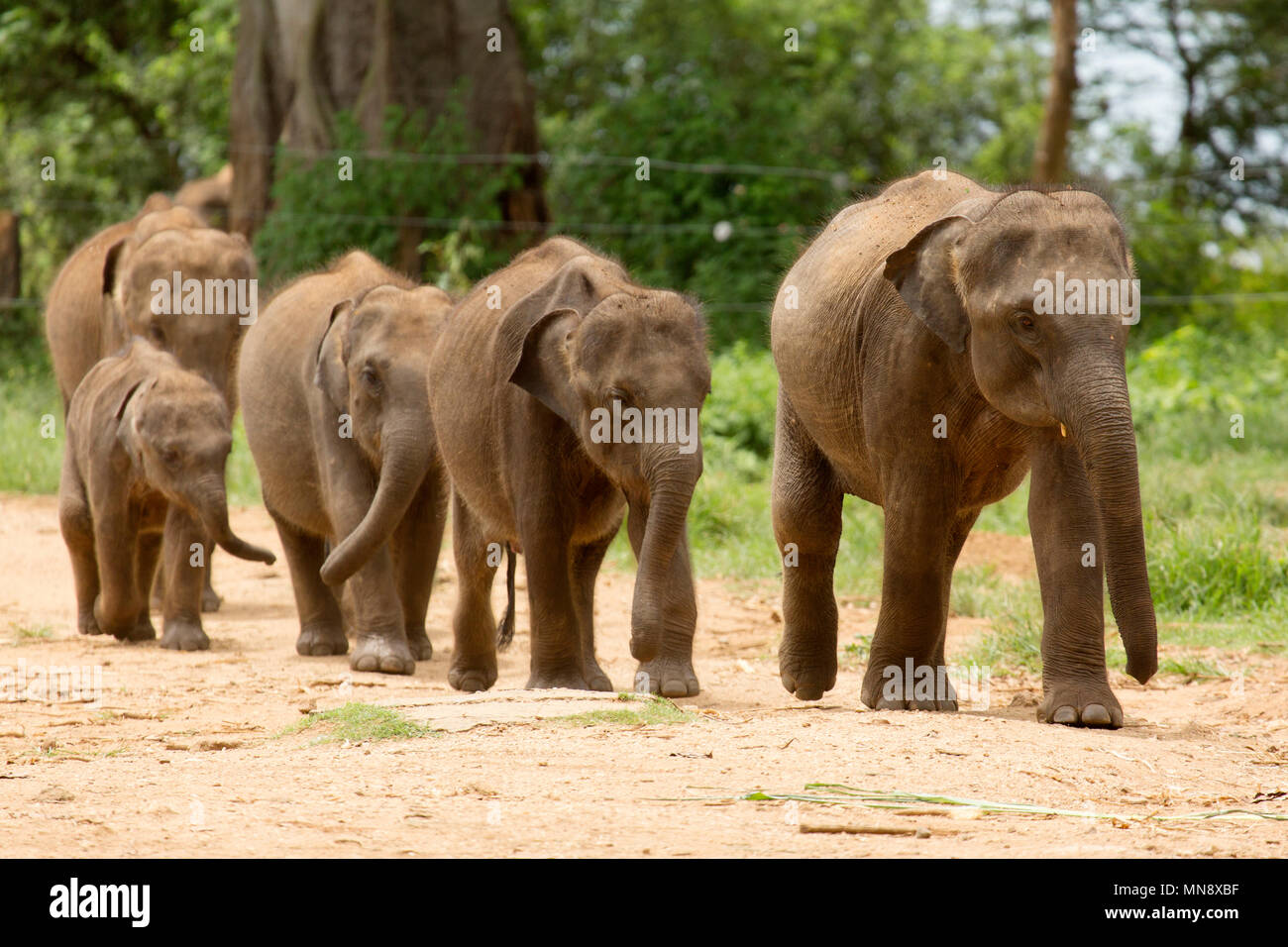 Gli elefanti avanzamento all'Elefante Udwawalawe Casa di transito a Uwawalawe parco nazionale in Sri Lanka. Foto Stock