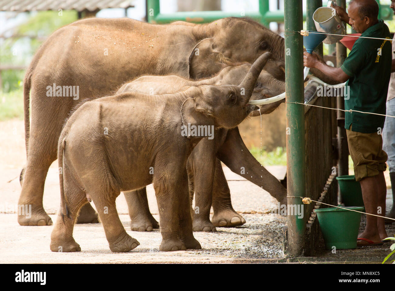 Gli elefanti avanzamento all'Elefante Udwawalawe Casa di transito a Uwawalawe parco nazionale in Sri Lanka. Foto Stock