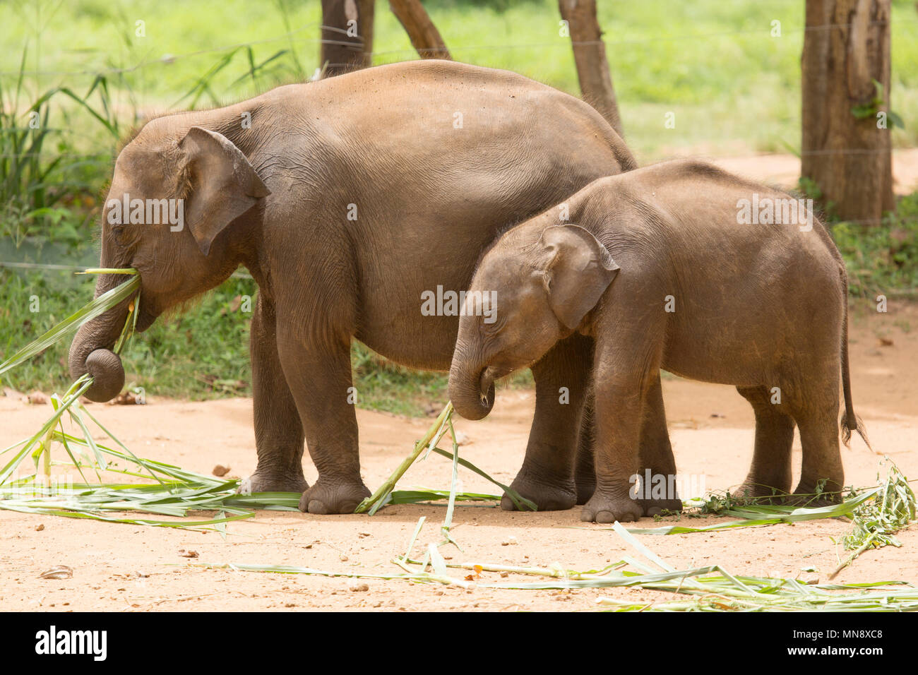 Gli elefanti avanzamento all'Elefante Udwawalawe Casa di transito a Uwawalawe parco nazionale in Sri Lanka. Foto Stock