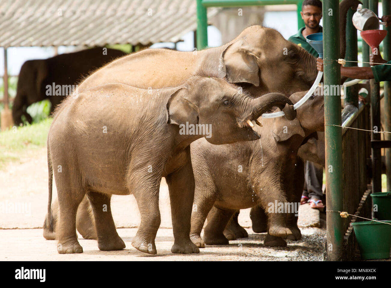 Gli elefanti avanzamento all'Elefante Udwawalawe Casa di transito a Uwawalawe parco nazionale in Sri Lanka. Foto Stock