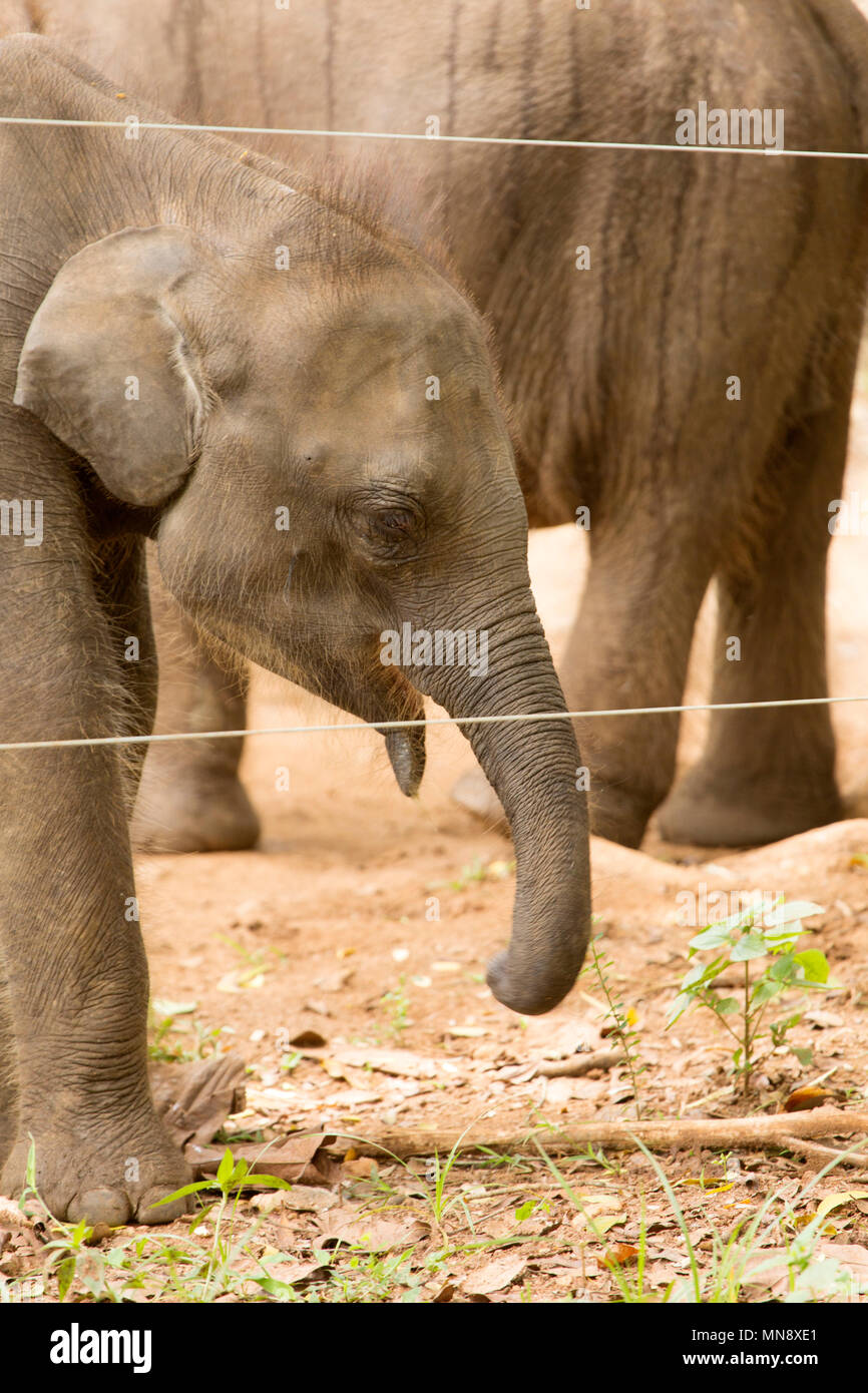 Elephant avanzamento all'Elefante Udwawalawe Casa di transito a Uwawalawe parco nazionale in Sri Lanka. Gli elefanti selvatici sono alimentati alla struttura che è stata est Foto Stock