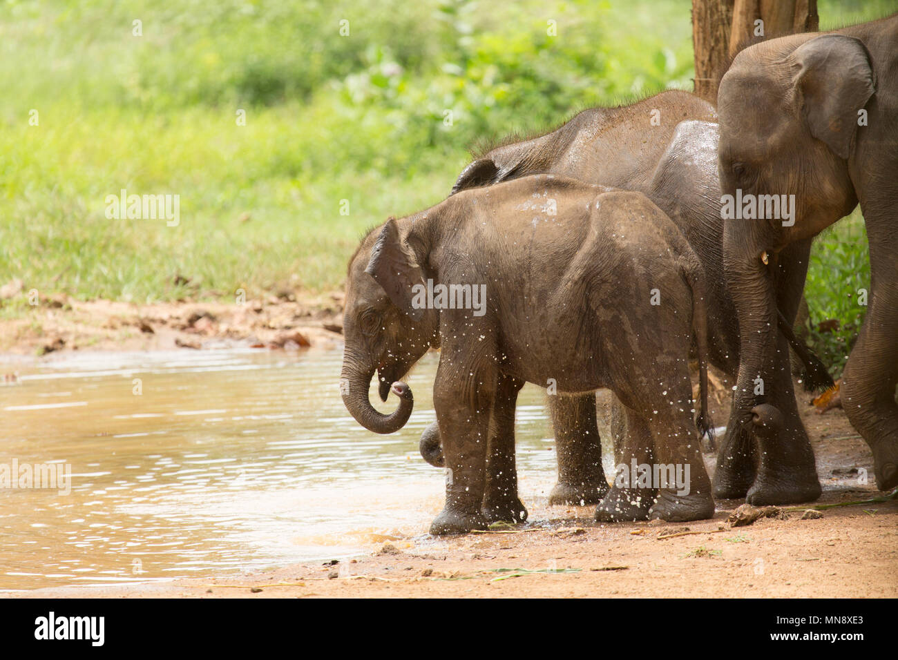 Un elefante schizzi di acqua in una piscina a Udawalawe Elephant Transit Home a Uwawalawe parco nazionale in Sri Lanka. Gli elefanti selvatici sono alimentati al fac Foto Stock