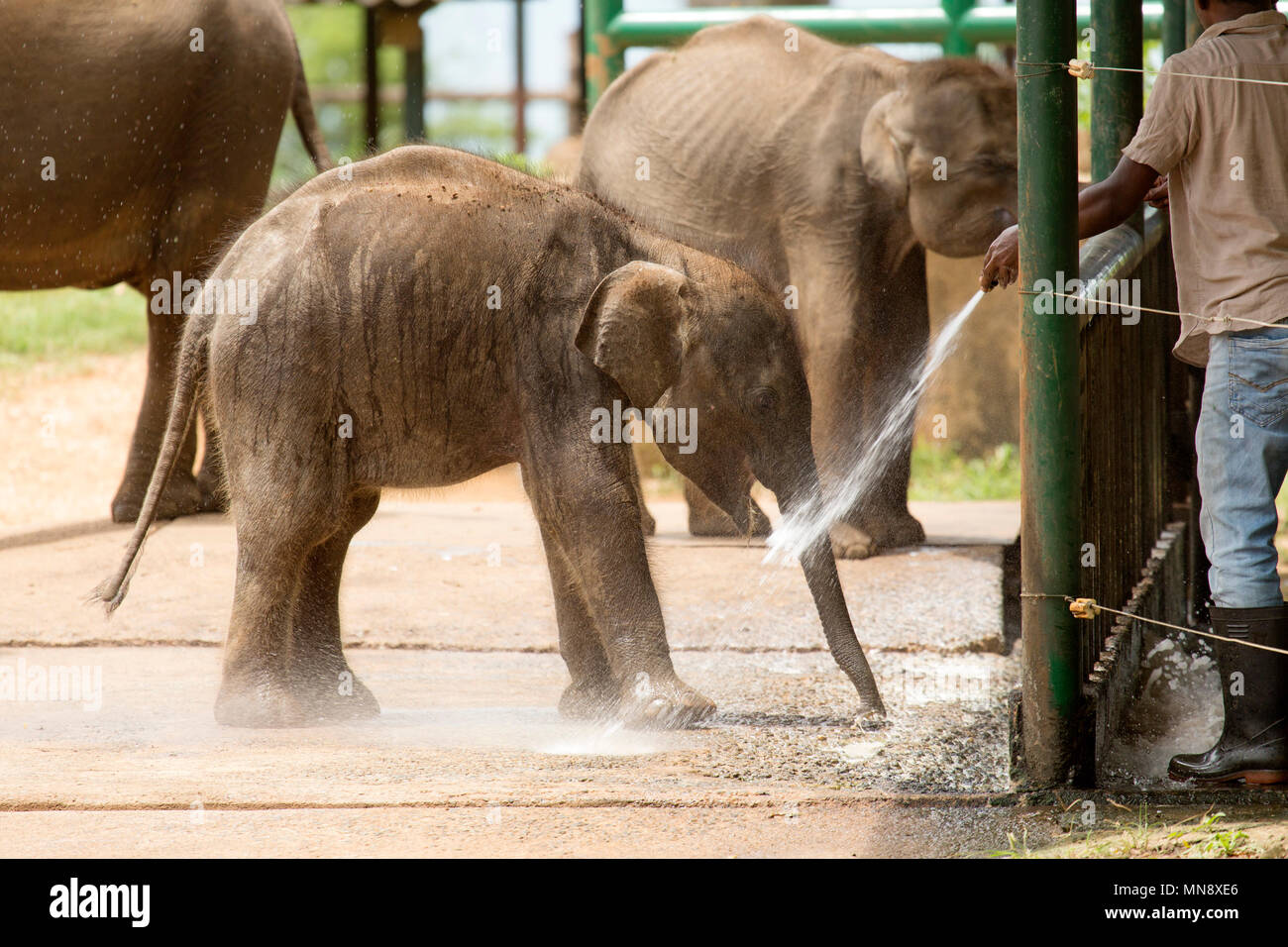Elephant spruzzato con acqua al Udwawalawe Elephant Transit Home a Uwawalawe parco nazionale in Sri Lanka. Gli elefanti selvatici sono alimentati al facil Foto Stock