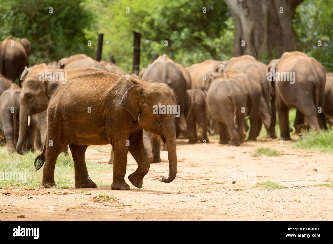 Gli elefanti al Udwawalawe Elephant Transit Home a Uwawalawe parco nazionale in Sri Lanka. Foto Stock