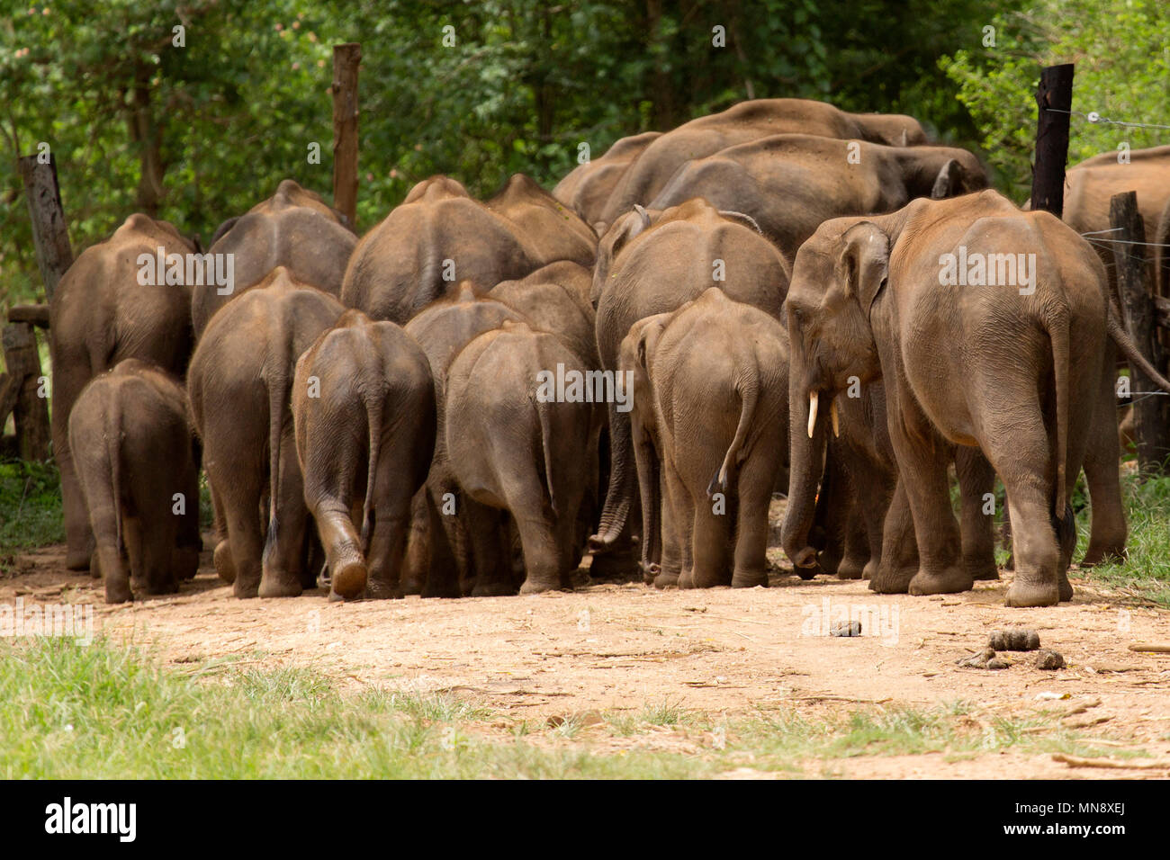 Gli elefanti spingere attraverso un cancello al Udwawalawe Elephant Transit Home a Uwawalawe parco nazionale in Sri Lanka. Foto Stock