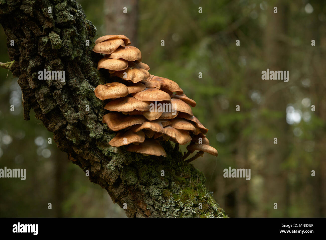 Ripiano funghi che crescono su un tronco di albero nella foresta svedese. Foto Stock
