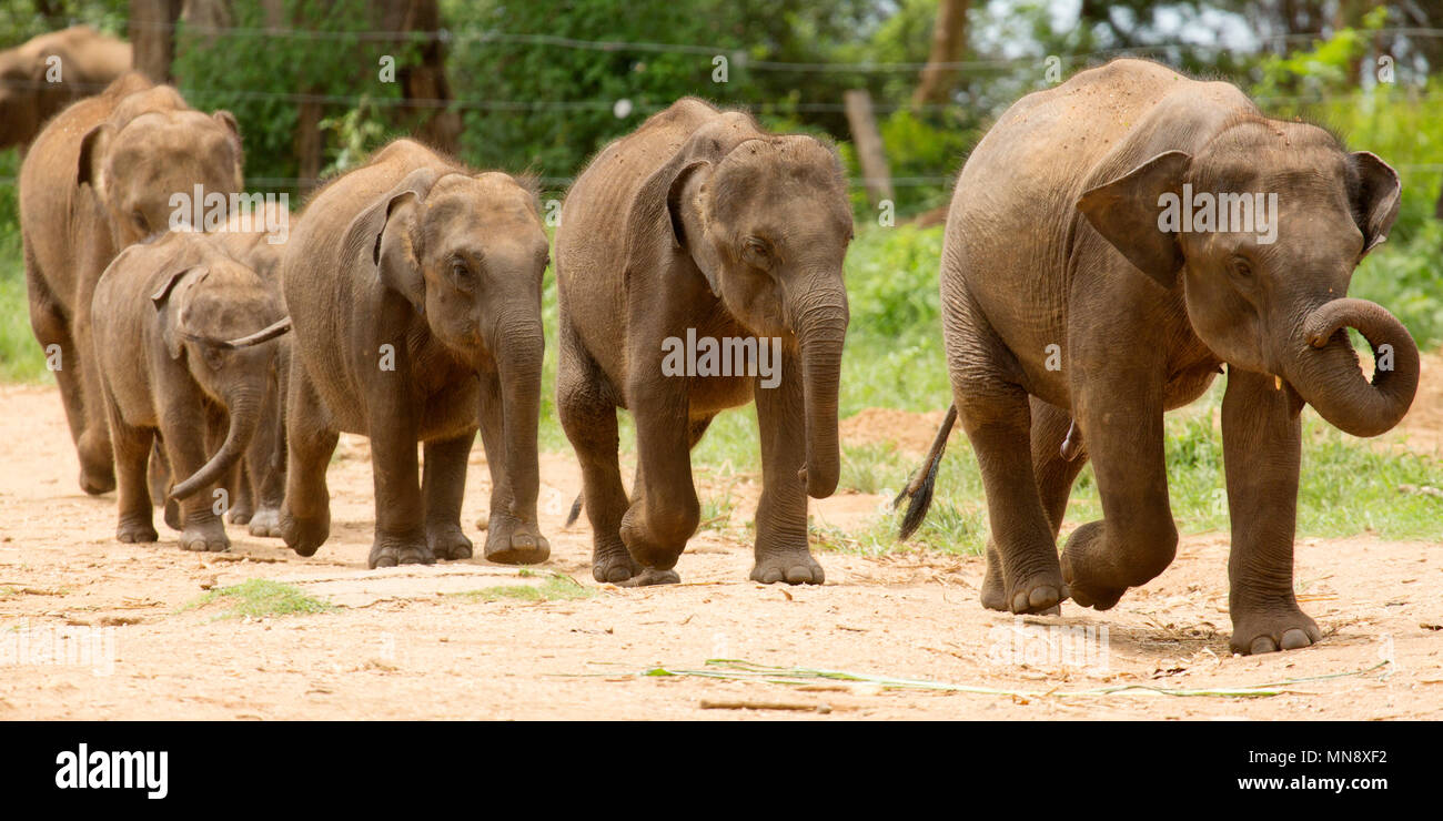 Gli elefanti avanzamento all'Elefante Udwawalawe Casa di transito a Uwawalawe parco nazionale in Sri Lanka. Foto Stock