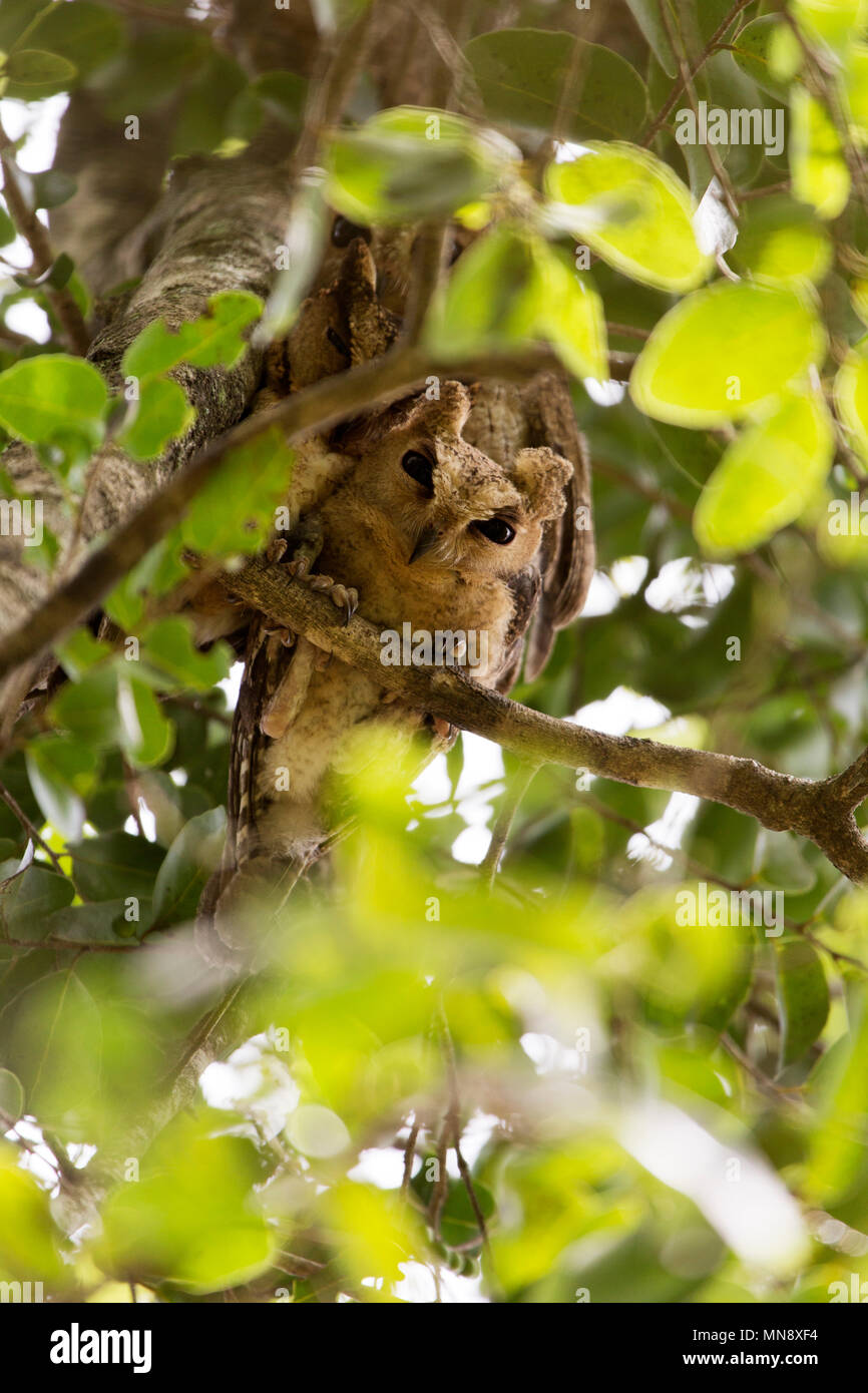 Indian assiolo (Otus bakkamoena) in una struttura ad albero Uwawalawe parco nazionale in Sri Lanka. Foto Stock