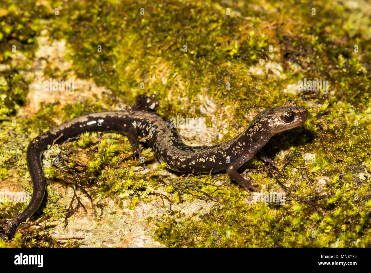 Picchi di lontra salamandra (Plethodon hubrichi) Foto Stock