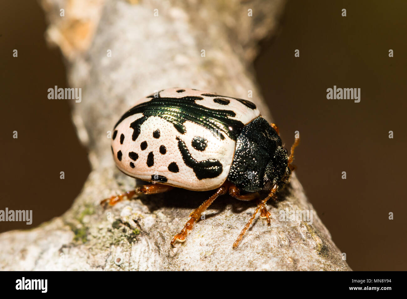 Elm Calligrapha Beetle (Calligrapha scalaris) Foto Stock