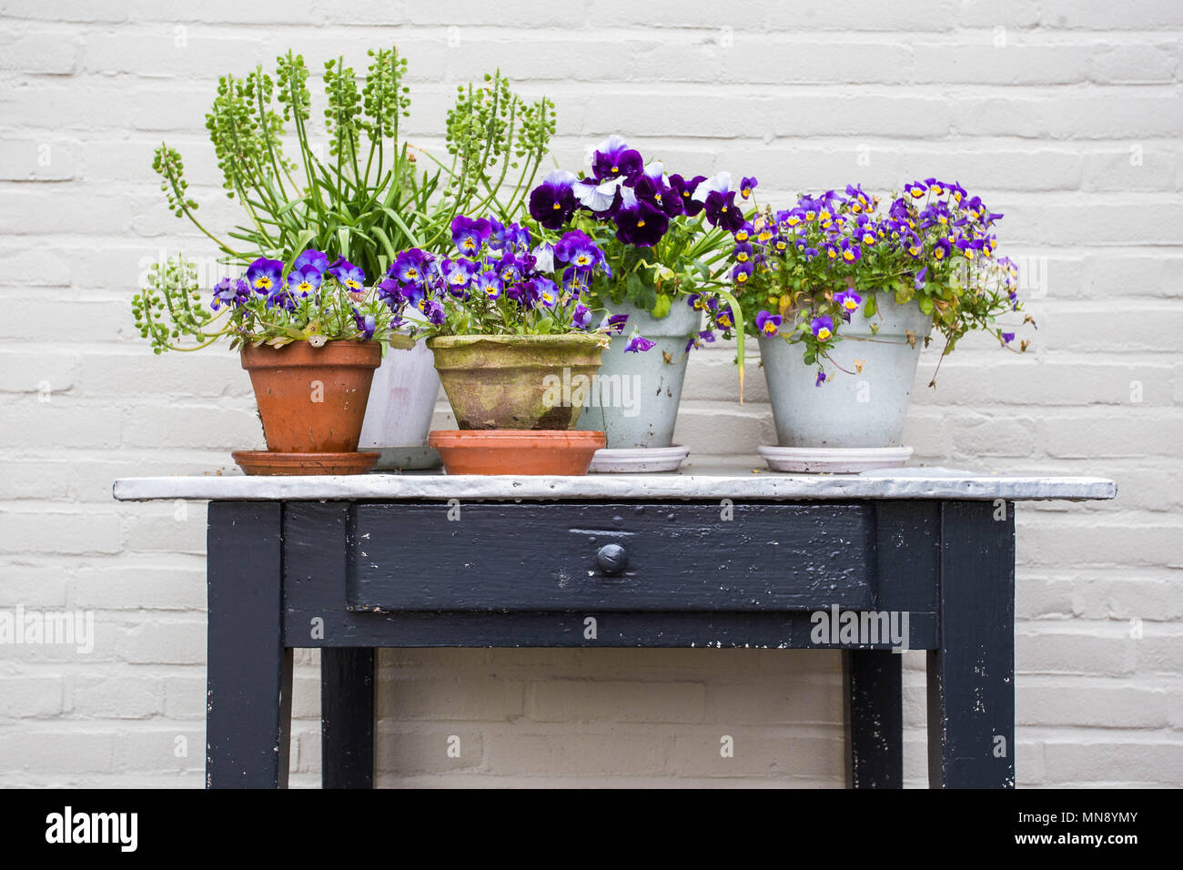 Tipico di fiori colorati vasi a muro bianco sul tavolo di legno Foto Stock