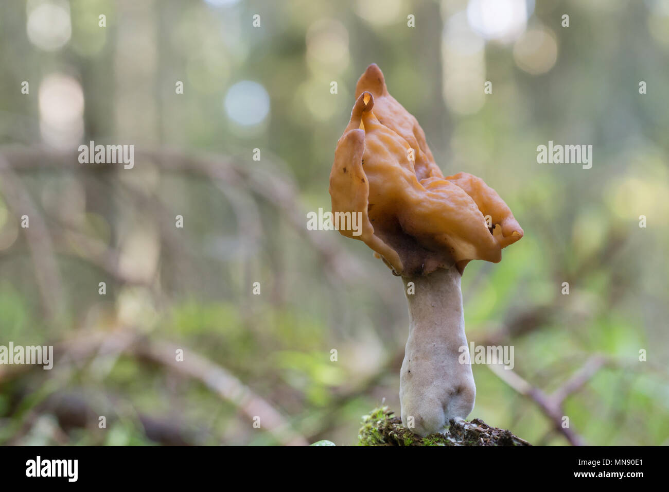 Sella foliatile Foto Stock