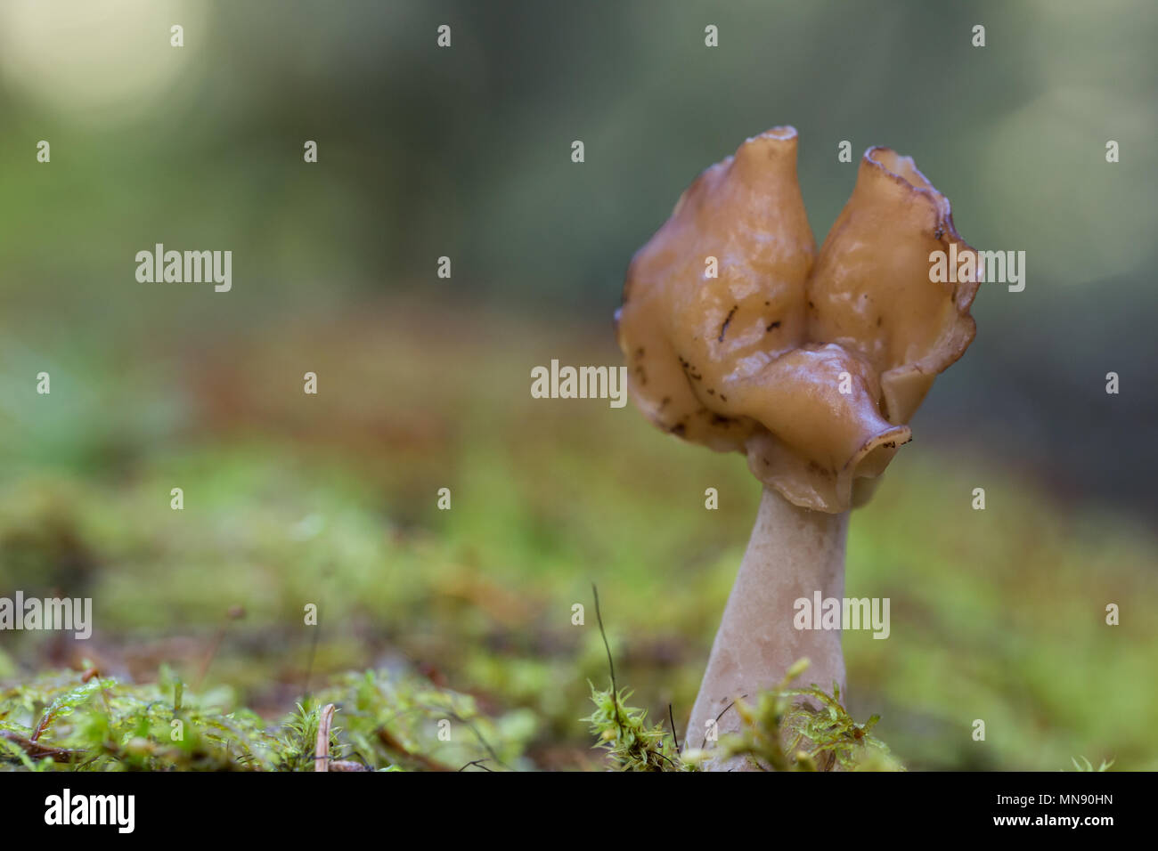 Sella foliatile Foto Stock