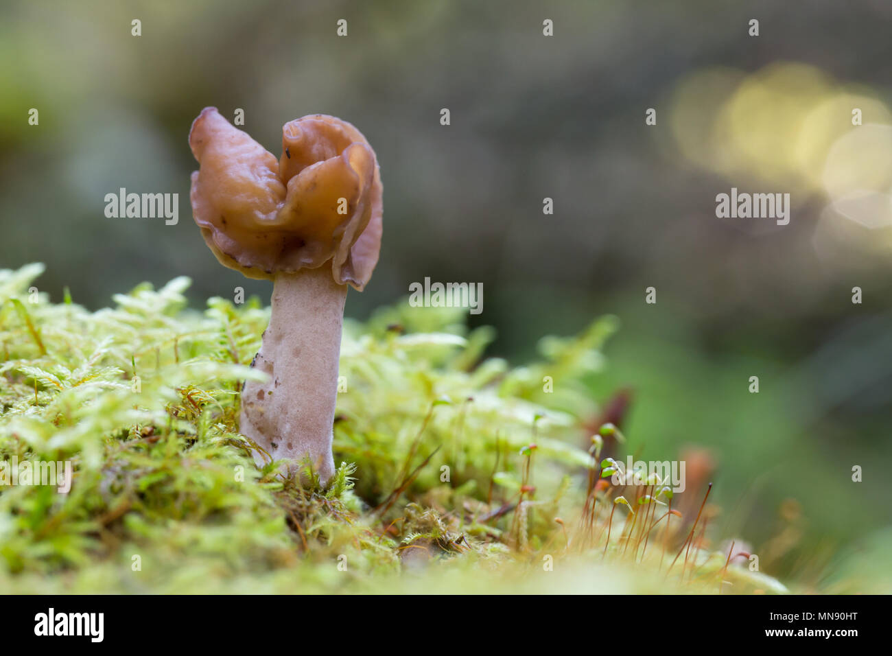 Sella foliatile Foto Stock