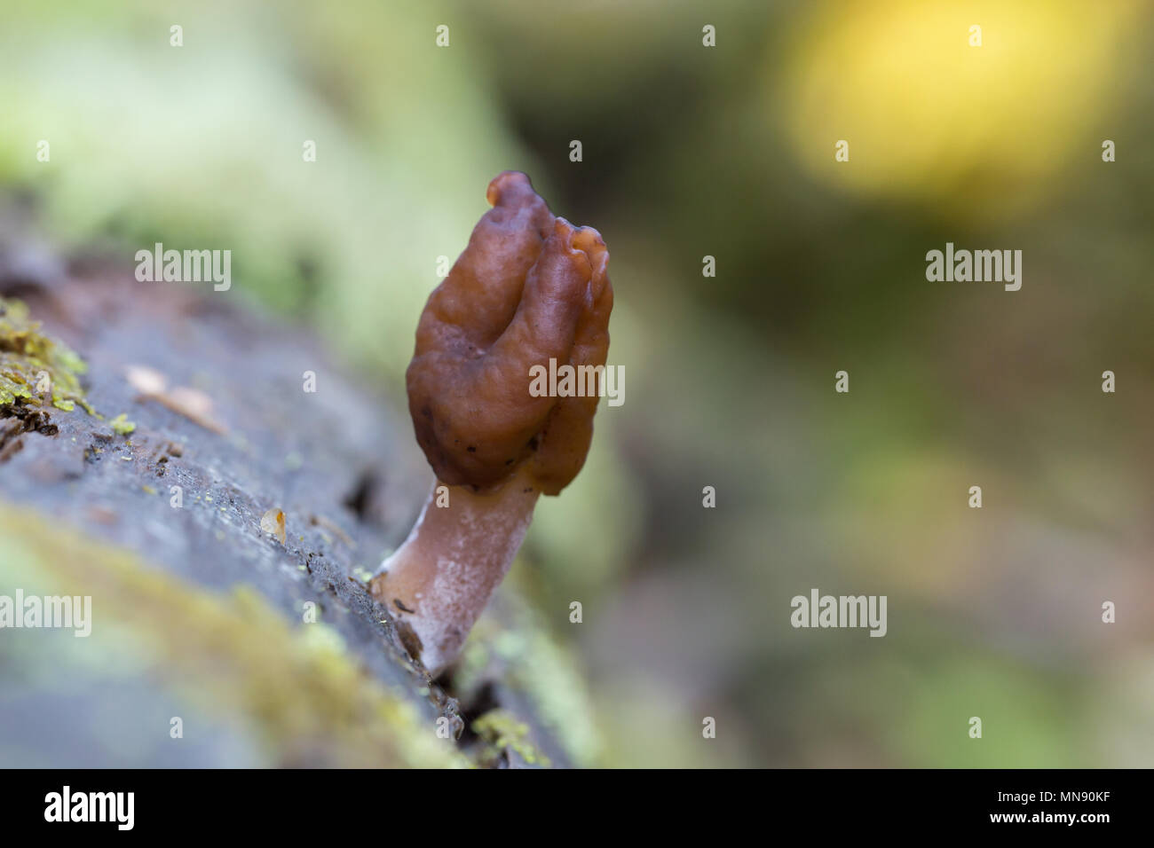 Sella foliatile Foto Stock